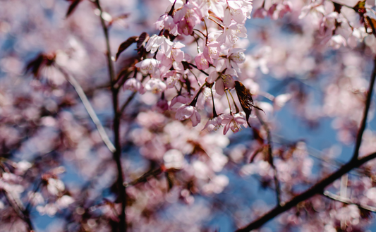 FURIKAKÉ DE PRINTEMPS